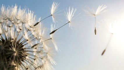 A close-up photograph captures a dandelion in various stages of seed dispersal. The main dandelion is fully intact, with its seeds ready to be carried away by the wind. Surrounding it are several dand