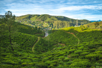 scenery of tea plantation in Haputale, Hill Country, sri lanka