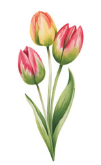 Fototapeta premium Blooming red tulips with long stems in natural watercolor painting.