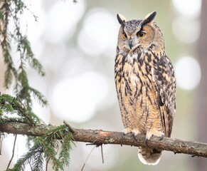 Majestic Eurasian Eagle Owl with Piercing Yellow Eyes Perched on a Pine Branch in a Serene Forest