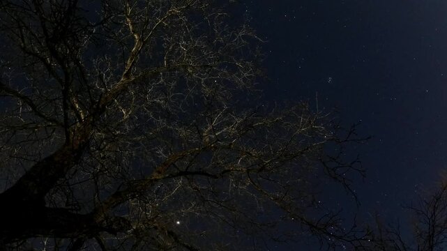 Night timelapse of a large leafless walnut tree under a starry turquoise and dark blue sky, filmed from a low angle with illuminated branches