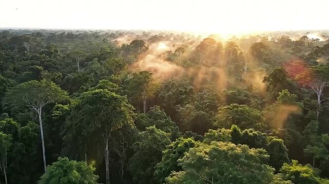 An aerial view captures the breathtaking expanse of a dense tropical rainforest with mystical mist and golden sun rays piercing through the canopy at sunrise.