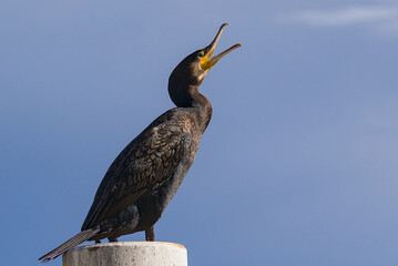 A dark cormorant perches on a post under a clear blue sky. The magnificent aquatic bird opens its yellow beak wide to release a loud and echoing call. The scene captures alert wildlife behavior.