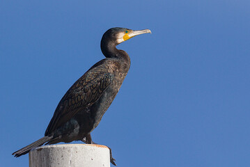 A dark cormorant perches on a concrete post under a clear blue sky. This aquatic bird displays intricate iridescent feather patterns and a distinctive hooked beak with yellow facial skin.