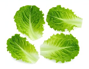 Four vibrant green romaine lettuce leaves against a stark white backdrop