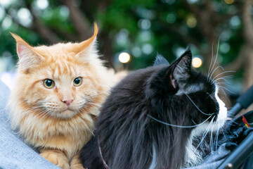 A relaxed tuxedo cat resting in a pet stroller at a public park, surrounded by greenery and natural daylight. The scene captures a modern pet lifestyle, highlighting companionship, outdoor leisure