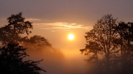 Fototapeta premium A serene golden sun rises through thick mist illuminating silhouetted trees and a tranquil natural landscape at dawn