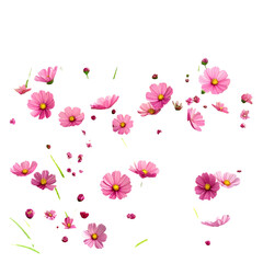 Pink cosmos flowers and buds with green stems isolated on a black background