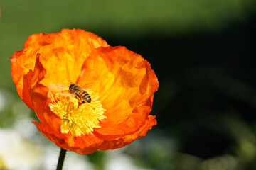 Bees Pollinating Bright Orange Poppy Flower in Bloom on a Sunny Spring Day
