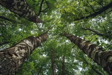 Fototapeta premium Sunlight filters through the lush green canopy of birch trees, creating a breathtaking upward view in a serene forest
