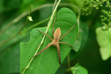 葉の上で待ち伏せするイオウイロハシリグモ