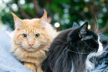 A relaxed tuxedo cat resting in a pet stroller at a public park, surrounded by greenery and natural daylight. The scene captures a modern pet lifestyle, highlighting companionship, outdoor leisure