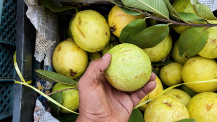 person choosing ripe guava from fruit market produce box at retail shop