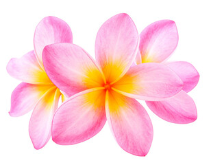 Firefly_Photo of Bauhinia flower Many blooming purpurea on a branch isolated on a transparent - Firefly_Photograph of beautiful pink frangipani flowers isolated on transparent background pn (2)