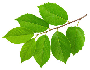 Fototapeta premium Firefly_Photo of Bauhinia flower Many blooming purpurea on a branch isolated on a transparent - Firefly_Isolated image of branch with leaves of big tree on png file at transparent backgroun