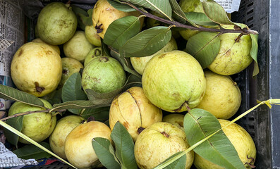 fresh guava fruits with leaves in market crate