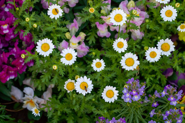 Colorful Garden Bed with White Daisies, Pink Snapdragons, and Purple Wildflowers in Full Bloom
