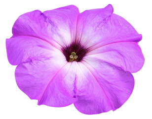 Firefly_Close-up image of beautiful blooming white flower isolated on transparent background - Firefly_Isolated image of purple morning glory flower on png file at transparent background.