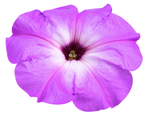 Firefly_Close-up image of beautiful blooming white flower isolated on transparent background - Firefly_Isolated image of purple morning glory flower on png file at transparent background.