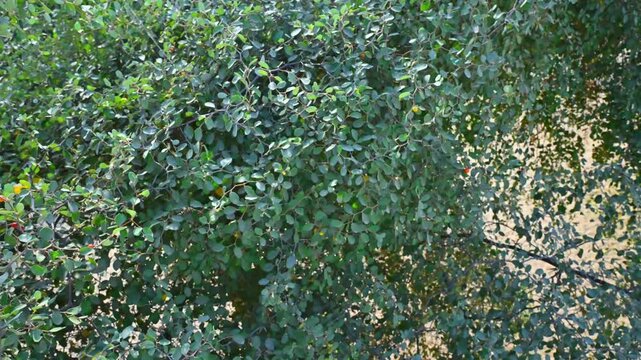 Ziziphus oenoplia, jackal jujube, Indian Jujube wild small green raw fruits, 4k video, 