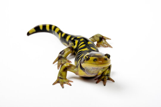 Tiger salamander // Tigersalamander (Ambystoma tigrinum)