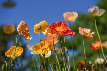 Colorful Iceland Poppies in Full Bloom with Vibrant Orange, Yellow, Pink, and White Petals
