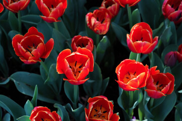 Vibrant Red Tulips with Yellow Edges Blooming in Sunlight Against Dark Green Foliage
