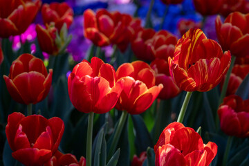 Vibrant Red Tulips with Yellow Edges Blooming in Sunlight Against Dark Green Foliage
