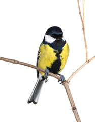 Naklejka premium Great tit bird with yellow belly, black head, and white cheeks perching on a bare branch, transparent background