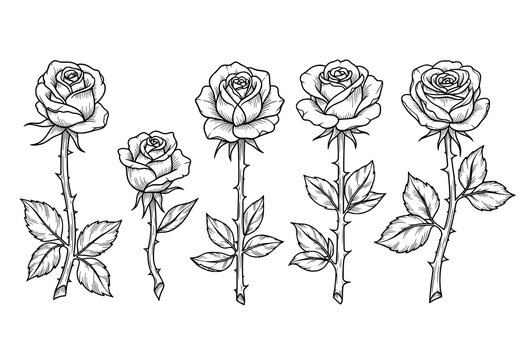 Ornamental Hand Drawn Rose Tattoo Vector Collection in Black and White Etching Style