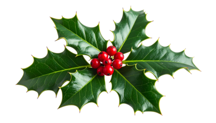 Close-up of glossy green holly leaves and bright red berries against black