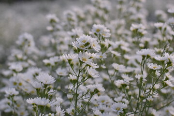 Cutter flower is a small shrub with flowers that bloom in clusters and have white petals. It is popularly grown as an ornamental plant and for cut flowers