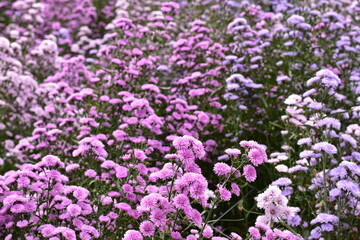 Astra perennia,Purple Cutter Flower