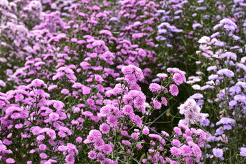 Astra perennia,Purple Cutter Flower