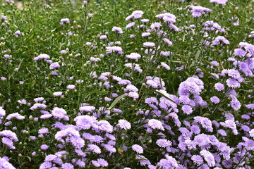 Astra perennia,Purple Cutter Flower