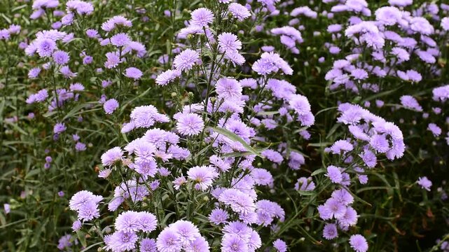 Astra perennia,Purple Cutter Flower