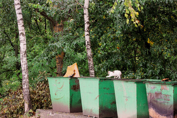 Stray Cat Walking on Garbage Containers