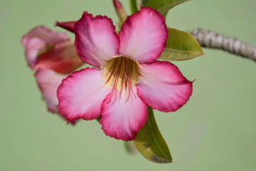 pink desert rose flower, scientific name "adenium obesum" in full bloom showing soft petals and natural details against a smooth background
