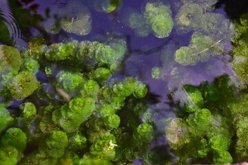 Nature with waterfall and stream, Clear shallow water with rocks and underwater vegetation visible, Bunch of moss in pond