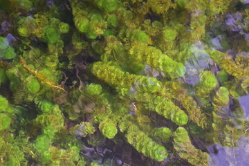 Nature with waterfall and stream, Clear shallow water with rocks and underwater vegetation visible, Bunch of moss in pond