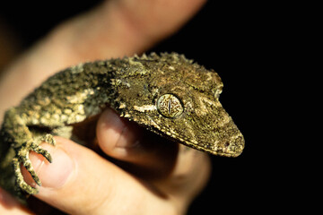 Camouflaged Leaf-Tailed Gecko Resting on Mossy Tree Branch in Tropical Forest at Night

