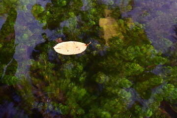 leaves floating on water surface,  leaf floating on a still water surface
