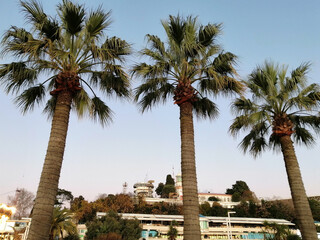 Palm trees in the city against a blue sky