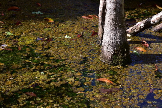 Squalid Sludge Swamp: High-resolution view of a squalid and slimy swamp environment, colored in murky greens, slimy yellows, and dirty browns