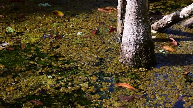 Squalid Sludge Swamp: High-resolution view of a squalid and slimy swamp environment, colored in murky greens, slimy yellows, and dirty browns
