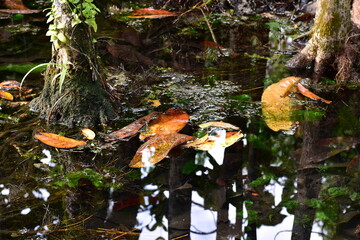 Squalid Sludge Swamp: High-resolution view of a squalid and slimy swamp environment, colored in murky greens, slimy yellows, and dirty browns