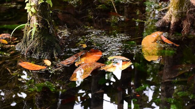 Squalid Sludge Swamp: High-resolution view of a squalid and slimy swamp environment, colored in murky greens, slimy yellows, and dirty browns