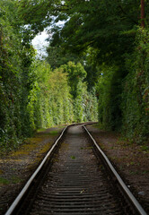 Fototapeta premium railway in the forest