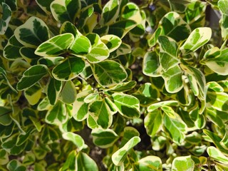 close up of a plant A shrub with green leaves and white edges that receives afternoon sunlight.