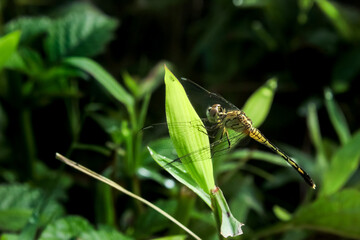 close up of dragonfly on grass
